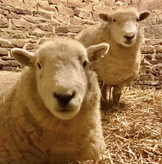 wilder_us's tweet photo. #sheep #devonclosewool #wilderlamb .... in about a year maybe.... small amount :) #rsbt #gonative https://t.co/YbHQzs5Ql1