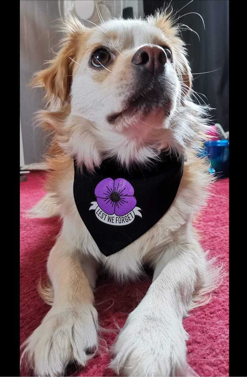 Penningt1Denise's tweet image. Lest we forget #Animalsofwar #purplepoppy #RemembranceSunday 💜 #LestWeForget 💜