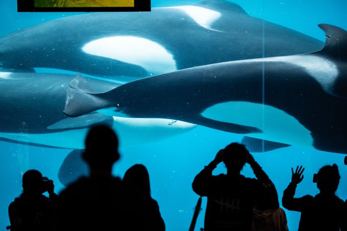 シャチ の評価や評判 感想など みんなの反応を1日ごとにまとめて紹介 ついラン