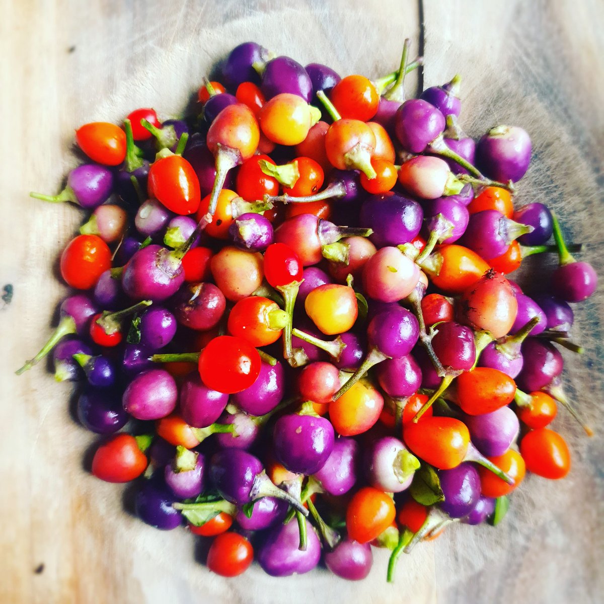 patch_red's tweet photo. Filus Blue and Numex Centennial plants trimmed right back. This little haul are destined for the dehydrater to become a new purple chilli powder! #chillies🌶 #chillies #chilli https://t.co/4C28LKHqBw