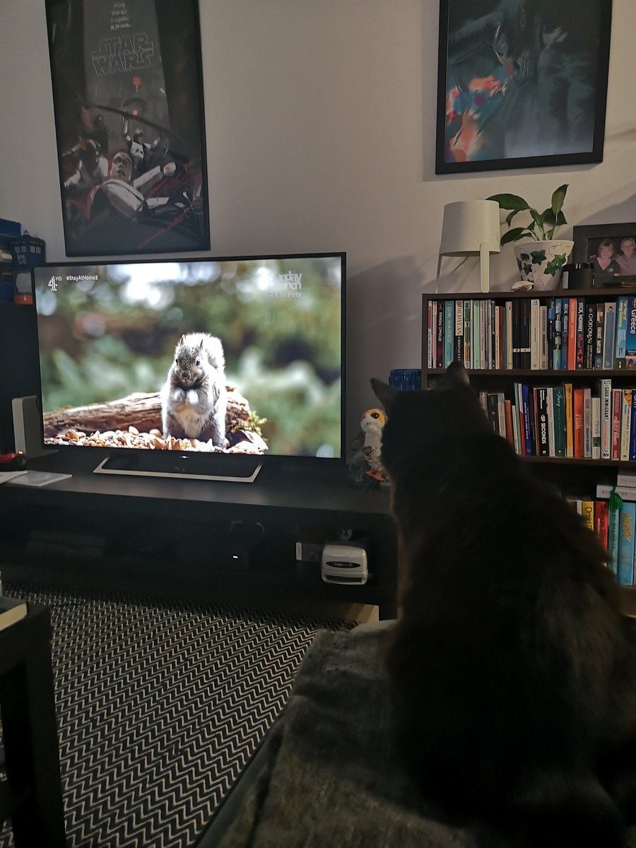 Thank you <a href="/SundayBrunchC4/">Sunday Brunch</a> for Pet TV, Leon the Professional was riveted. 😻 #SundayBrunch