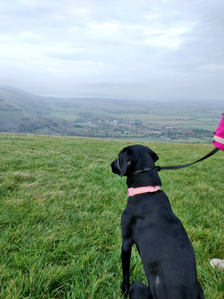 benwgarcia's tweet image. 🐕‍🦺 Sunday morning #NovemberLockdown exercise with Saska.