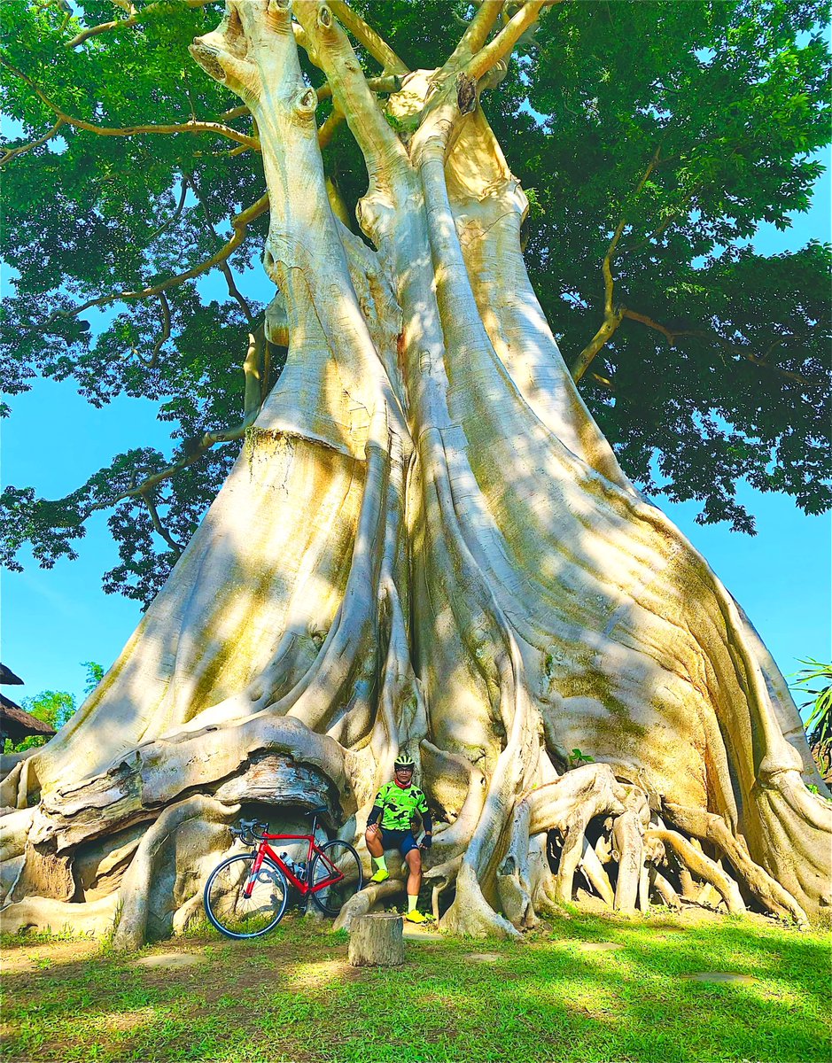 npsastra's tweet photo. Saturday Moning Vibes

#bayanancienttree
#roadbike #SaturdayMorning #Baliadventure https://t.co/siu9zDNG2Q