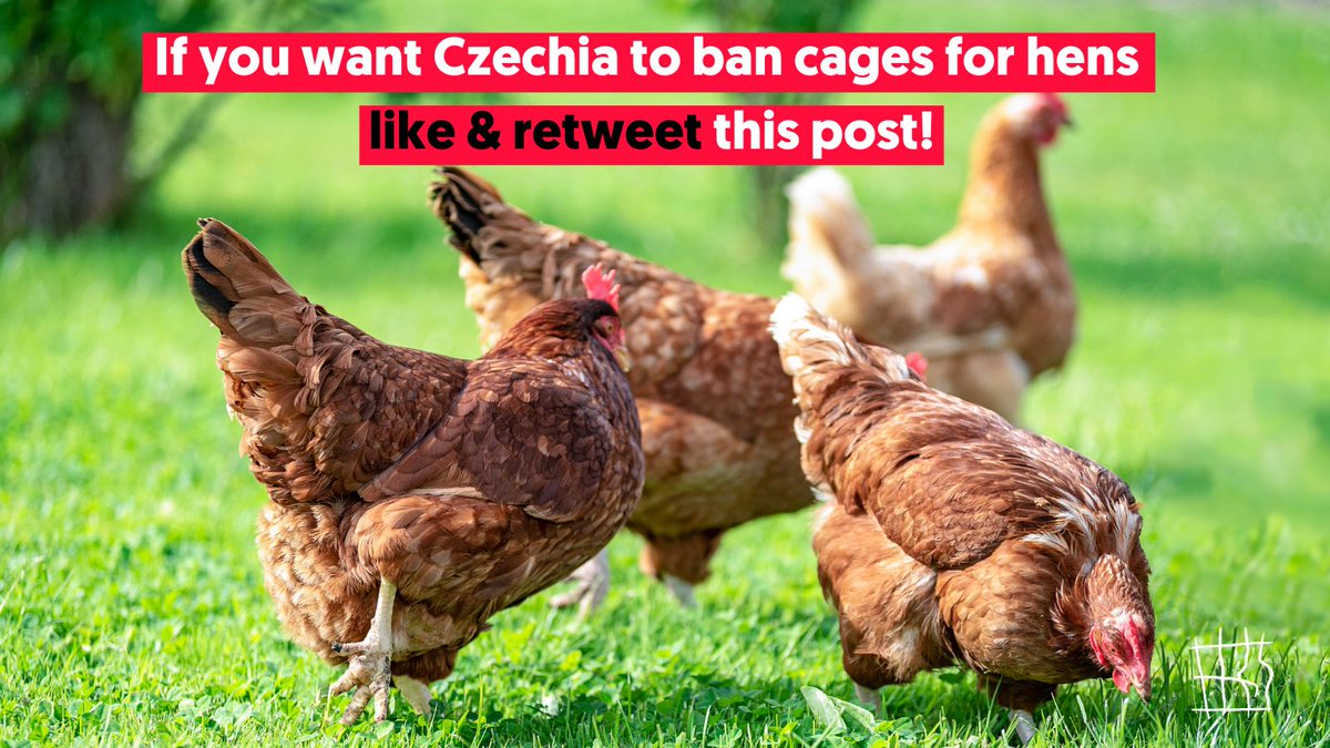 Next week the Czech Senate will decide the future of millions of hens. 

Agribusinesses are putting pressure on senators to stop a ban on cages. It’s time to show the Senate the world's watching. If you want to #EndThe CageAge tap the 💚 button &amp; RT! <a href="/SenatCZ/">Senát Parlamentu ČR</a>