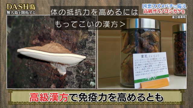 Dash島でヌタウナギに続きサルノコシカケ茶を習得した後輩ジャニーズ エグみと渋みが物凄い漆黒の液体を城島リーダーにプレゼント 鉄腕dash Togetter Dash島でヌタウナギに続きサルノコシカケ茶を習得した後輩ジャニーズ エグみと渋みが物凄い漆黒の液体を城島リーダーにプレゼント 鉄腕dash Togetter