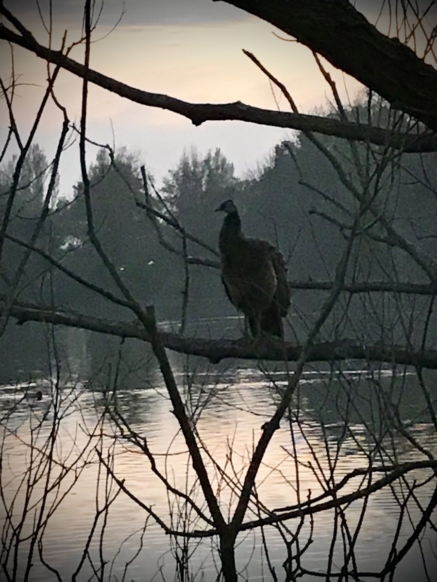 #lakemeadowsbillericayessex.  #besteveningwalk.
Beautiful reflections and sun set .