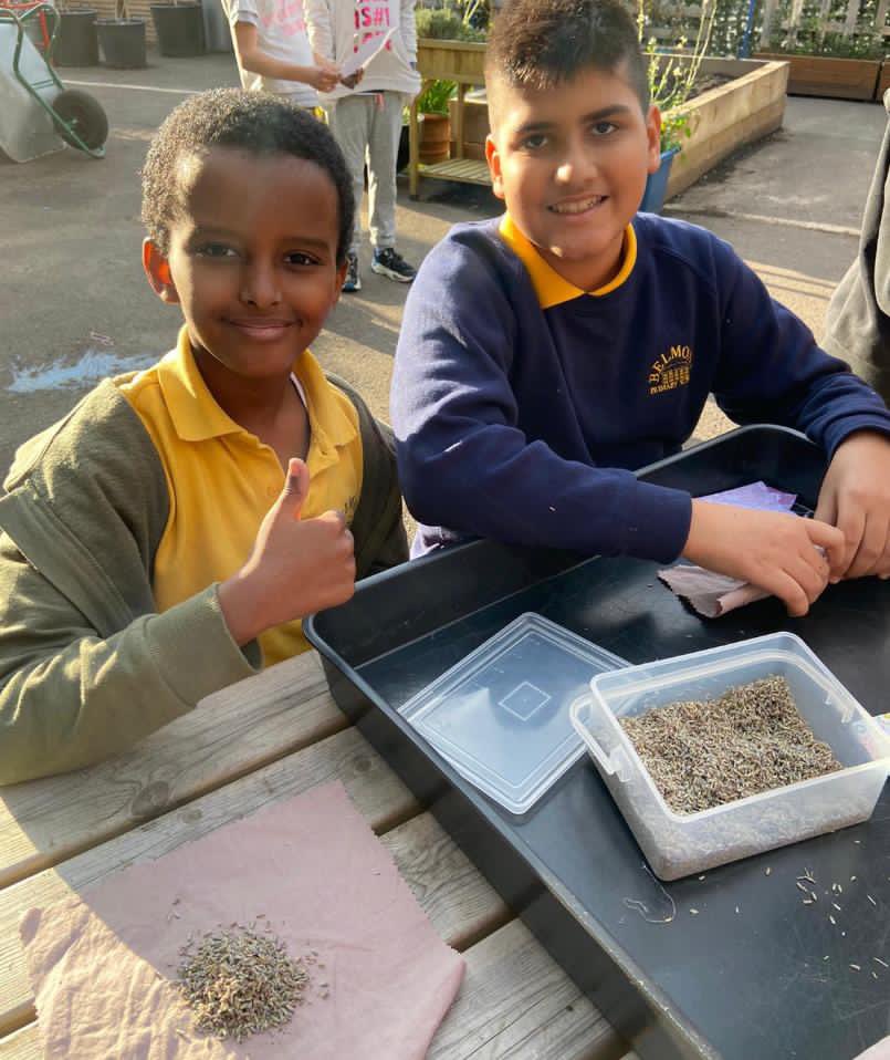 BelmontSchoolW4's tweet photo. Year 6 had fun on Friday afternoon spending some time gardening in our beautiful Kitchen Garden. #beingoutdoors #exploring https://t.co/Qupf3OiKF3