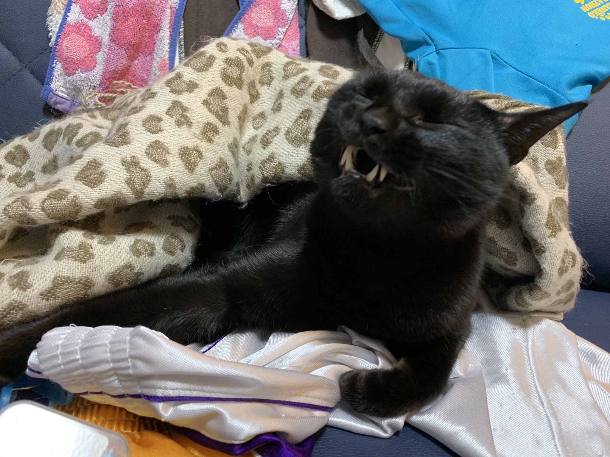 たまこ なぜ服の上に寝るのだろうか w なぜあくび途中の顔ってブサカワなのだろうか w 猫 ネコ Cat 黒猫シャル 保護猫 ビビり猫 甘えん坊猫 ブサカワ猫 T Co Nrep8dil7d Twitter たまこ なぜ服の上に寝るのだろうか w なぜあくび途中の顔ってブサカワなのだろうか w 猫 ネコ Cat 黒猫シャル 保護猫 ビビり猫 甘えん坊猫 ブサカワ猫 T Co Nrep8dil7d Twitter