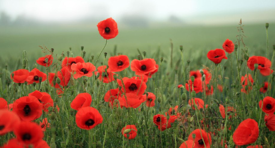 “They shall grow not old, as we that are left grow old:
Age shall not weary them, nor the years condemn.
At the going down of the sun and in the morning
We will remember them.”