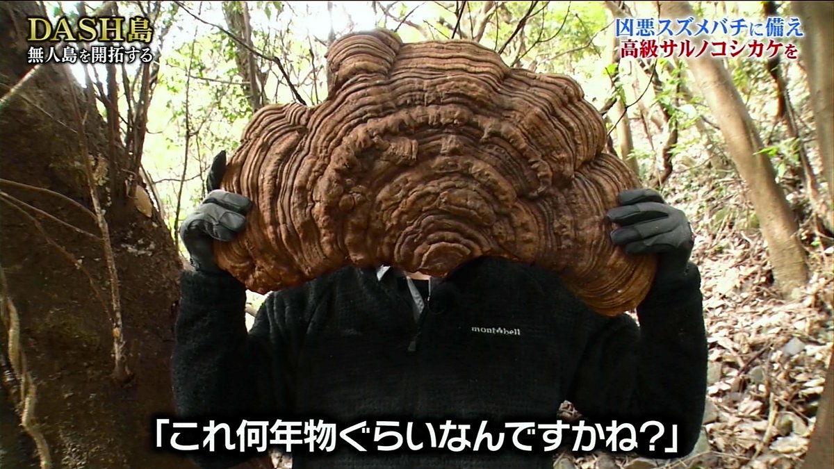 Dash島でヌタウナギに続きサルノコシカケ茶を習得した後輩ジャニーズ エグみと渋みが物凄い漆黒の液体を城島リーダーにプレゼント 鉄腕dash Togetter