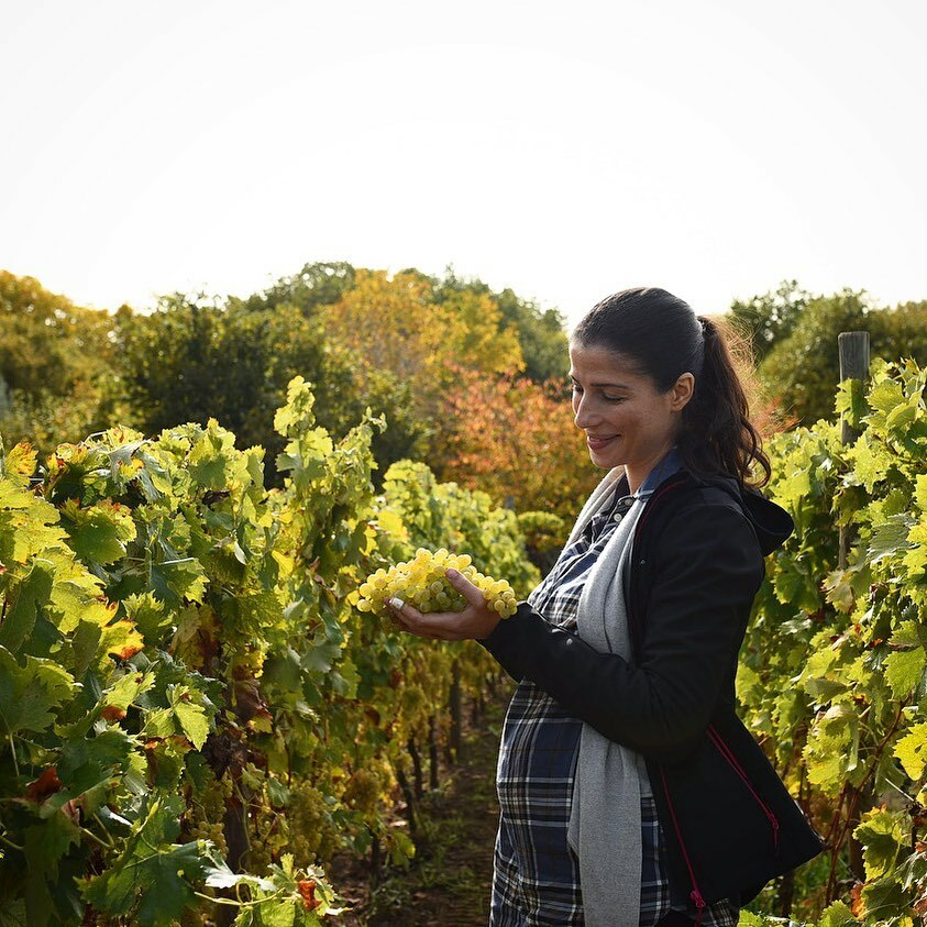 LaNaveEtnaWines's tweet photo. Harvesting with my little babygirl 🌸🤰🏻💕. This for me has been a very special harvest (like 2017 ❤️), not only for the grapes but for the sun, the joy and the life I carry inside!☀️
.
.
.
#pregnancy #workingmum #womaninwine #joy #harvest #harvest2020 #grecanicodorato #vineya… https://t.co/5T41TA3BwP