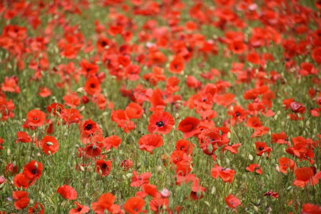 At the going down of the sun and in the morning, we will remember them