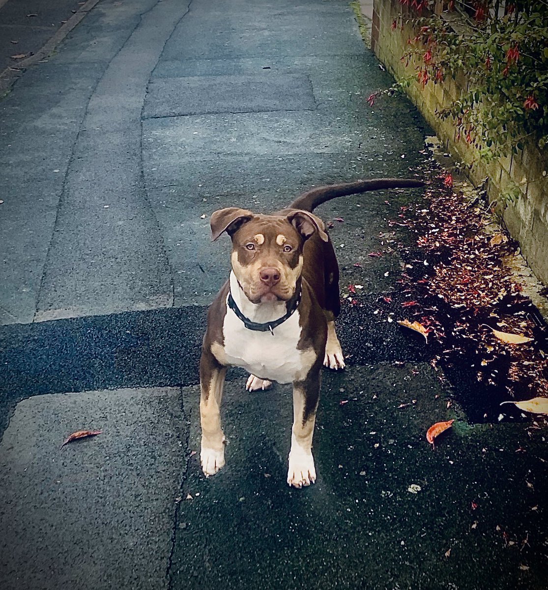ROAMSWORLD's tweet photo. 6 months old 

M O N T A N A 
 
🐶 https://t.co/gwmvh6cKz7