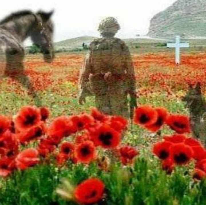 #RememberanceSunday Thinking of all those who gave their lives in conflict #WeWillRememberThem #RememberanceDay