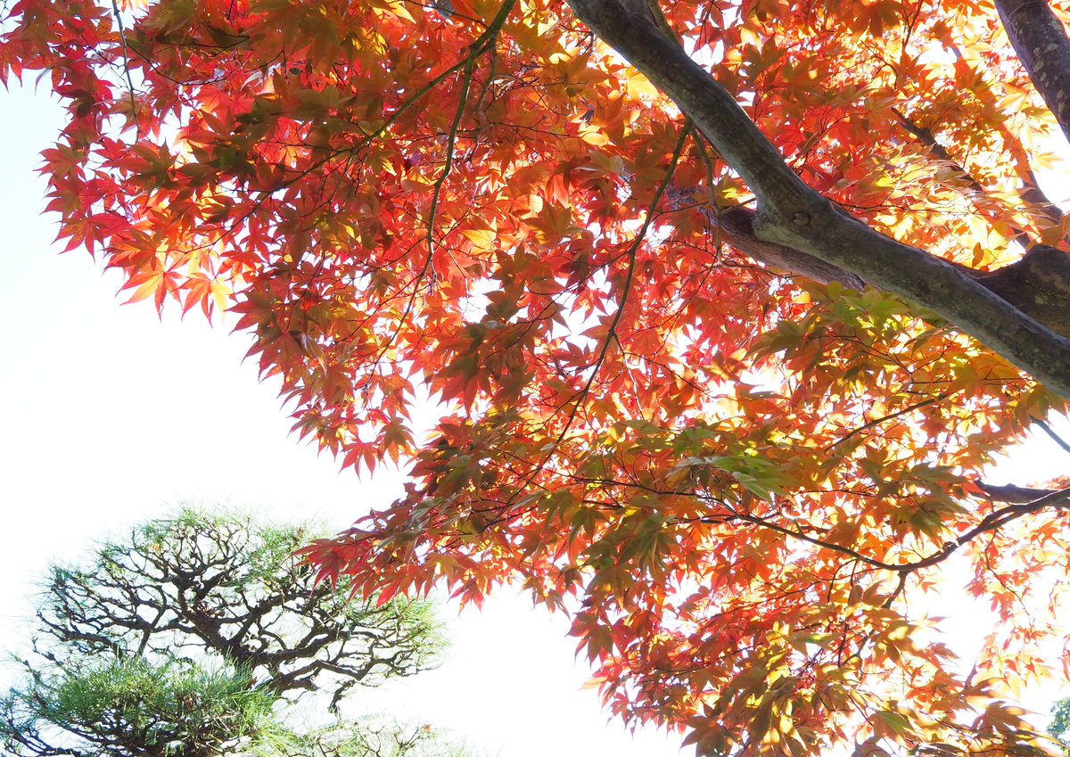 koide_143 tweet picture