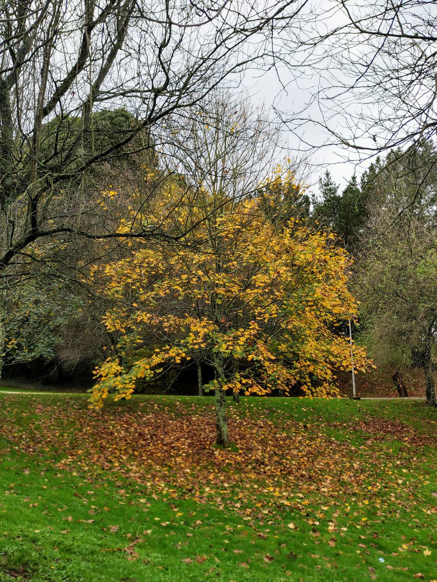 yudani_yudani's tweet photo. ¡Buen domingo!
#Noviembre2020 #otoño2020🍁🌰🍂 #paseosdedomingo #megustacaminar🚶‍♀️ #lugaresconencanto
#naturaleza🌳🌼🌾 #árboles
#setas🍄
#outono2020 #novembrochuvioso #nuevanormalidad‼️ #consentidiño😉 https://t.co/ciUPPe4ZYU