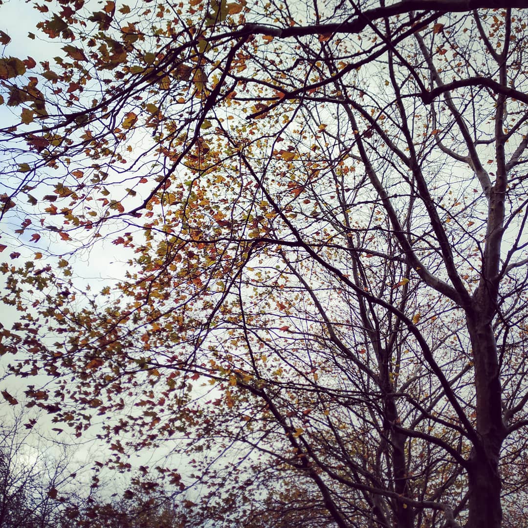 yudani_yudani's tweet photo. ¡Buen domingo!
#Noviembre2020 #otoño2020🍁🌰🍂 #paseosdedomingo #megustacaminar🚶‍♀️ #lugaresconencanto
#naturaleza🌳🌼🌾 #árboles
#setas🍄
#outono2020 #novembrochuvioso #nuevanormalidad‼️ #consentidiño😉 https://t.co/ciUPPe4ZYU