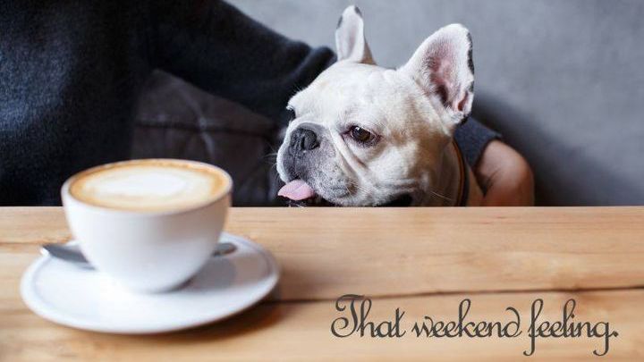 puccicafe's tweet photo. We love dogs @ https://t.co/qUIjhFexOD https://t.co/L117eveChN