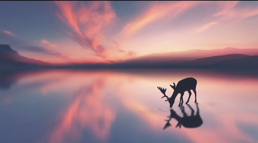 EDNewsChina's tweet photo. #China has just released 25 milu deer, a species under first-class state protection in China, into the wild successfully. According to China's National Forestry and Grassland Administration (#NFGA), the population of milu deer in China is now 8,000. https://t.co/OsVYIJxWbm