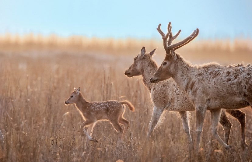 EDNewsChina's tweet photo. #China has just released 25 milu deer, a species under first-class state protection in China, into the wild successfully. According to China's National Forestry and Grassland Administration (#NFGA), the population of milu deer in China is now 8,000. https://t.co/OsVYIJxWbm