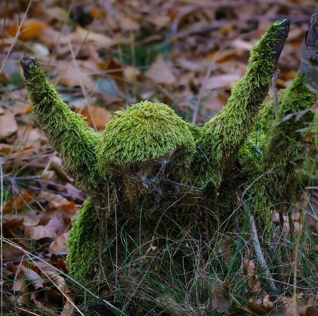 BluesPete's tweet photo. Ich hab die Waldemser Diersbachtal Trolle gesehen 😂

#natur #nature #moos #troll #monster #baumstumpf #scary #unheimlich #waldems #hessen #hessentourismus #wald #herbst #fall #autumn #gruselig #spooky #niederems https://t.co/6rrgD9KIcK https://t.co/YGmAJwIR1p