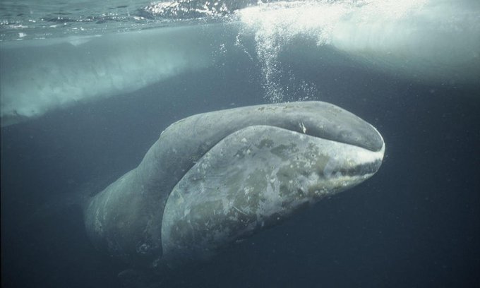 Rainmaker1973's tweet image. There are whales alive today who were born before Moby Dick was written. Some of the bowhead whales in the icy waters off of Alaska today are over 200 years old buff.ly/2Csbwkp