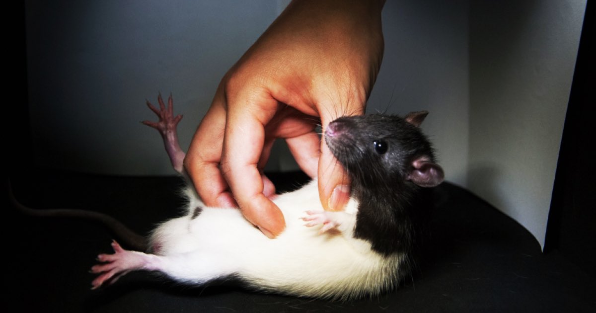 Rats and mice are ticklish and will “laugh” when you get their ticklish spots.