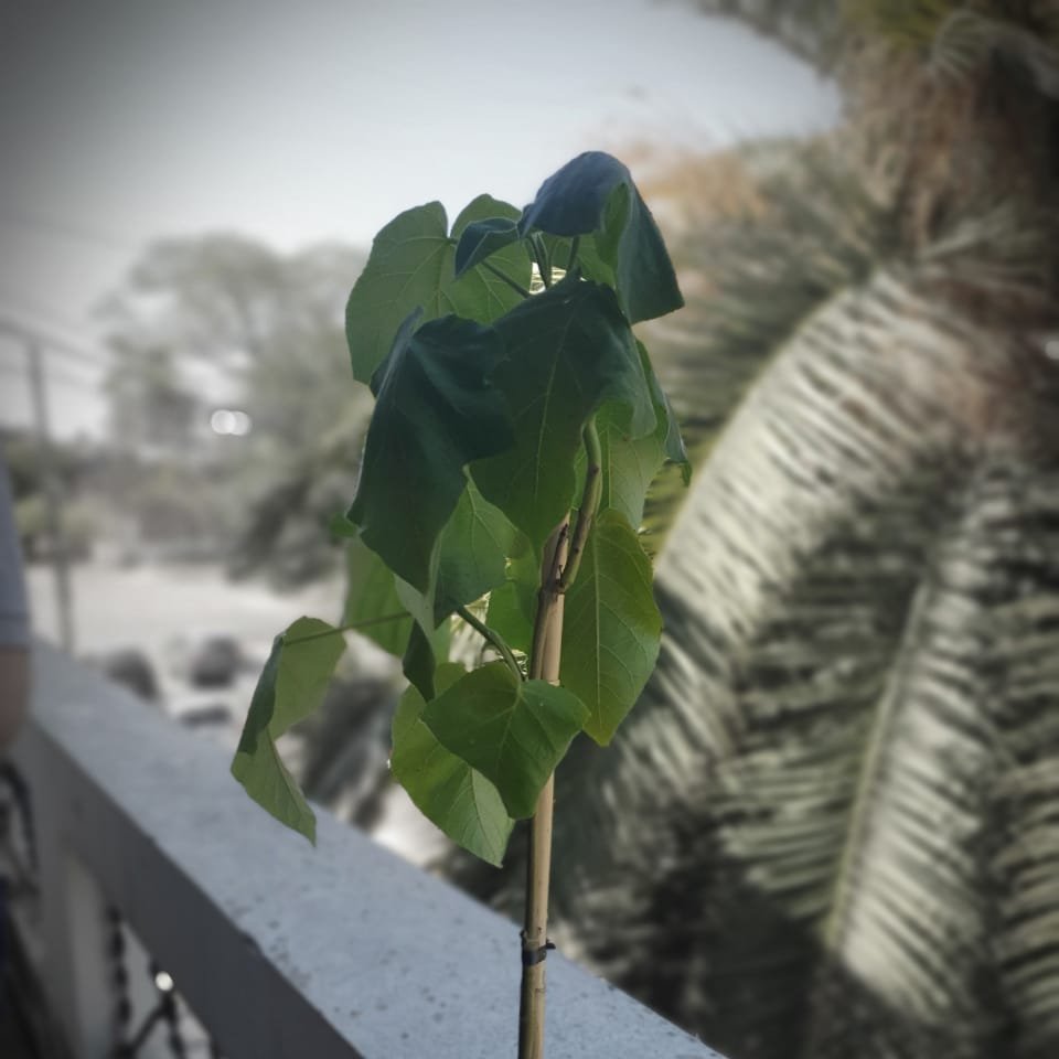 JorgeAWozniczka's tweet photo. 🌳 KIRI 🌳

🌎 EL ÁRBOL QUE PUEDE SALVAR AL MUNDO

✅ Este árbol Kiri ayuda a disminuir las #temperaturas que en #Resistencia son altas y  ayuda a reducir los #Rayos #UV  

✅ Muchas gracias a @GustavoPorChaco por acompañar #ORDENANZA 44240 y asi combatir el #Cambio #Climático.- https://t.co/SQOhueMz3c
