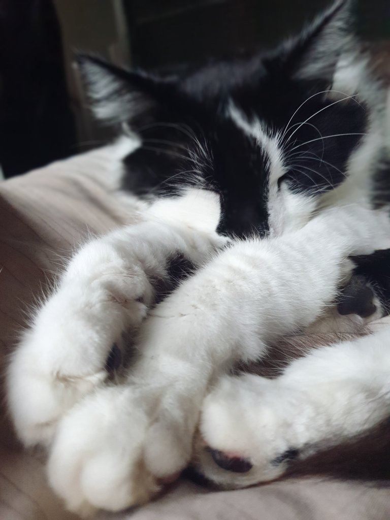 IAm8BitRyan's tweet image. My little comfy king ❤