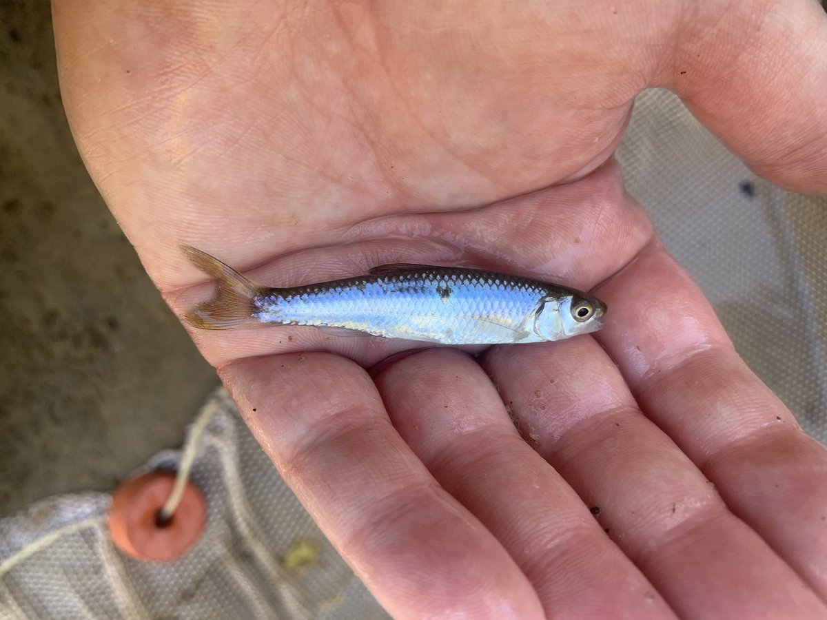 vands08science's tweet photo. Some cool fishes from the Yazoo River basin in Mississippi. https://t.co/95nZHOIWuS