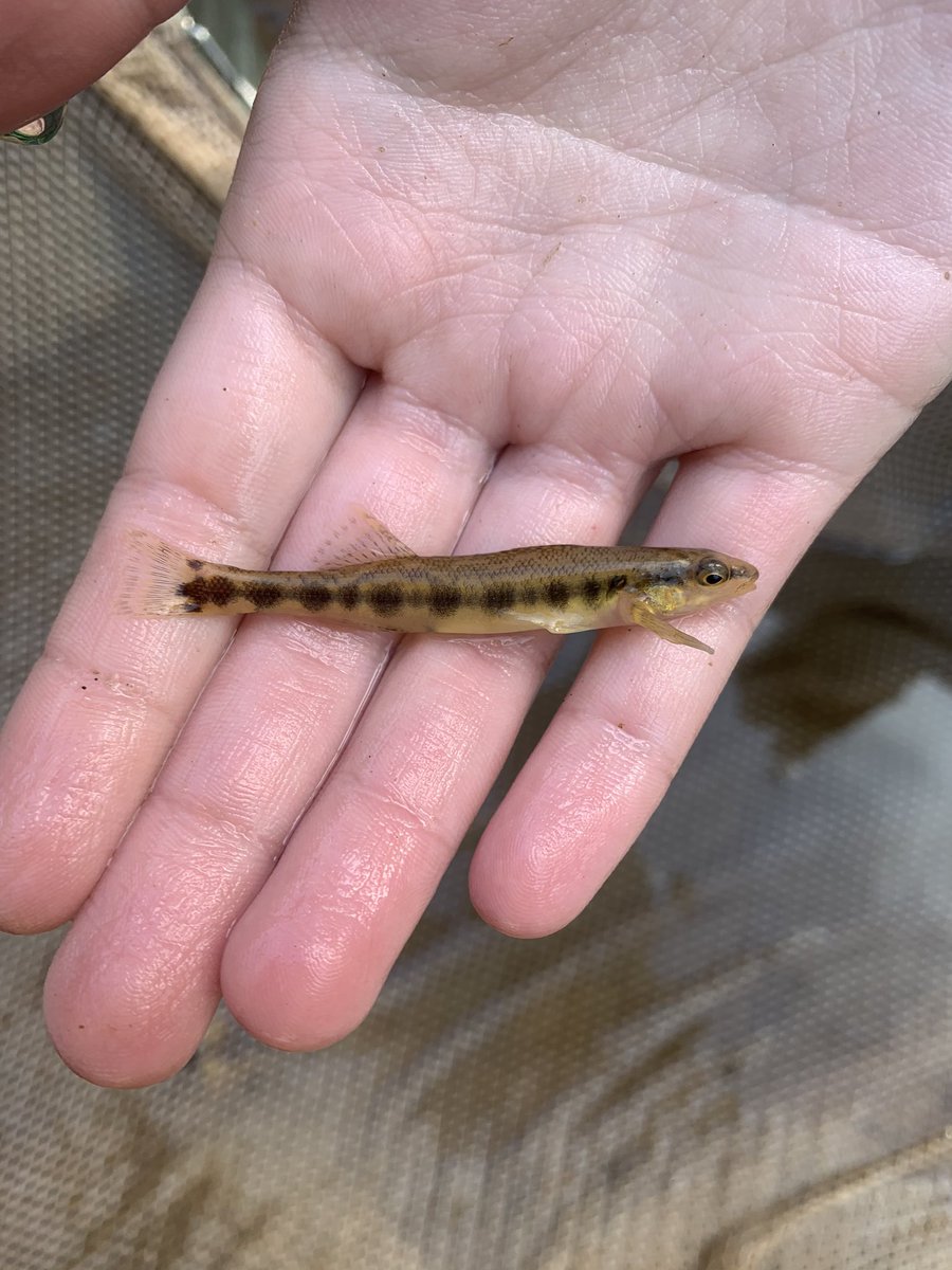 vands08science's tweet photo. Some cool fishes from the Yazoo River basin in Mississippi. https://t.co/95nZHOIWuS