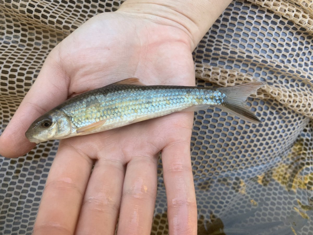 vands08science's tweet photo. Some cool fishes from the Yazoo River basin in Mississippi. https://t.co/95nZHOIWuS