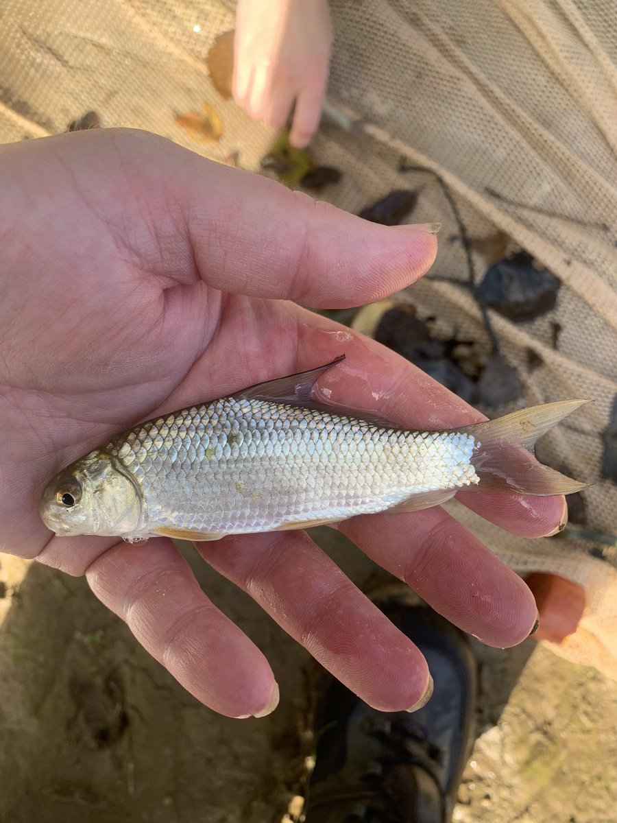 vands08science's tweet photo. Some cool fishes from the Yazoo River basin in Mississippi. https://t.co/95nZHOIWuS