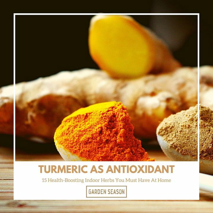 Turmeric is more common in Indian and Asian cuisine. However, it’s currently receiving positive reviews with its evident healing properties. Among them is antioxidant and anti-inflammatory properties. Turmeric also helps boost mental health and lowers th… bit.ly/indoor-herbs-h…