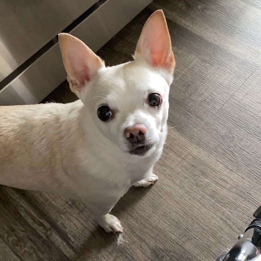 scottspack's tweet image. I’m pleased to announce it’s  moo’s birthday !!!