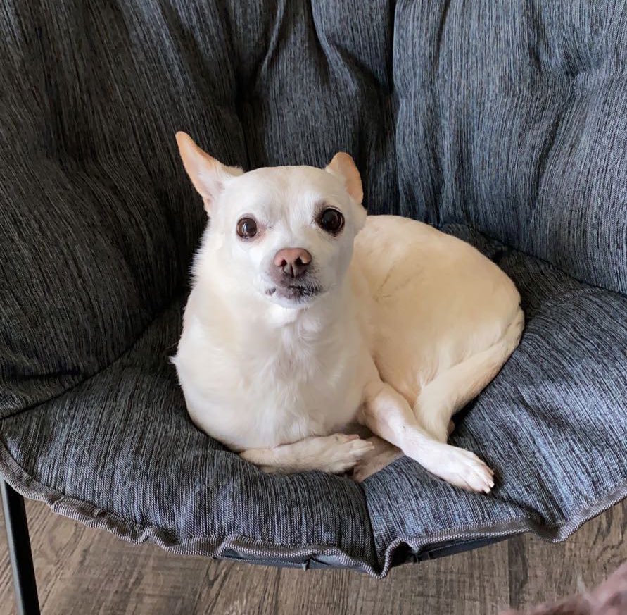 scottspack's tweet image. I’m pleased to announce it’s  moo’s birthday !!!