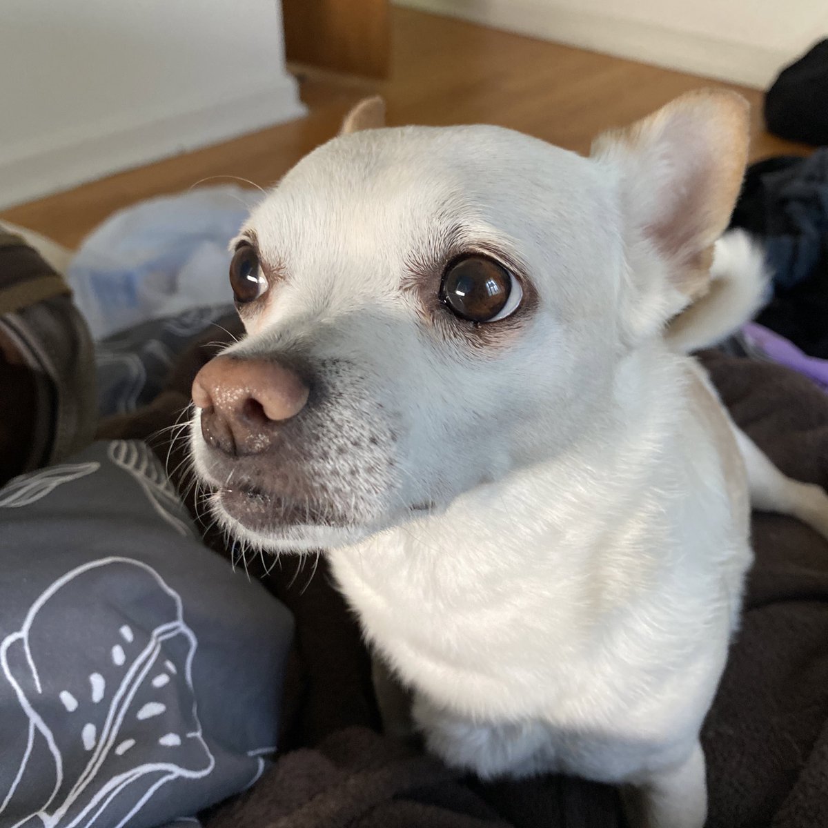 scottspack's tweet image. I’m pleased to announce it’s  moo’s birthday !!!