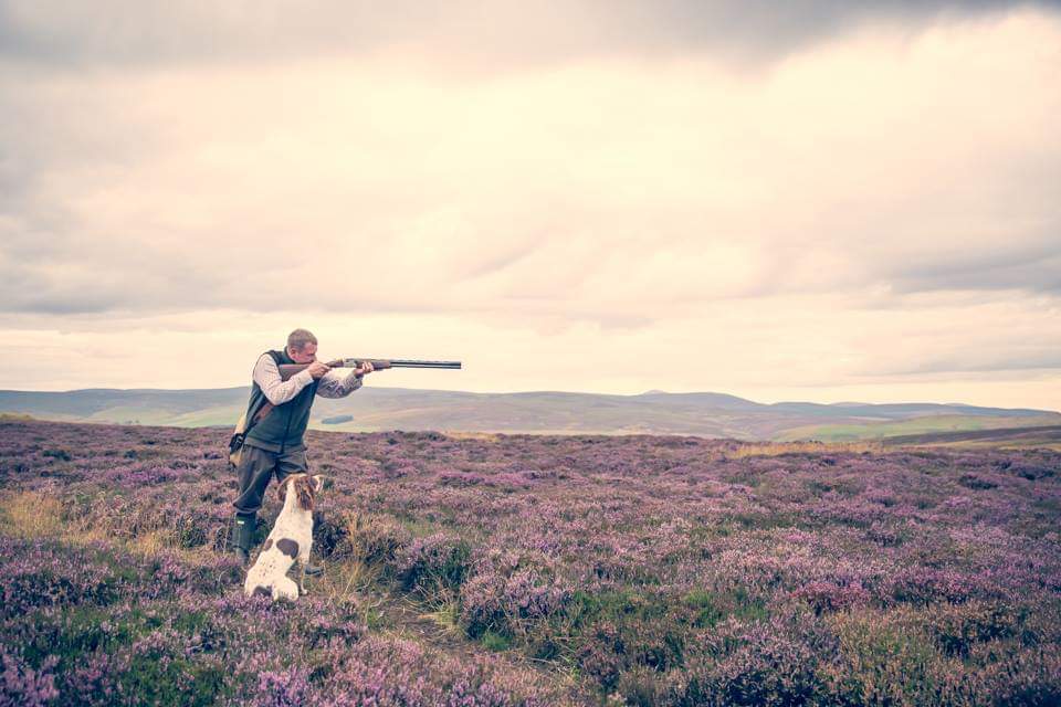 Gaibheach Gundogs tweet media