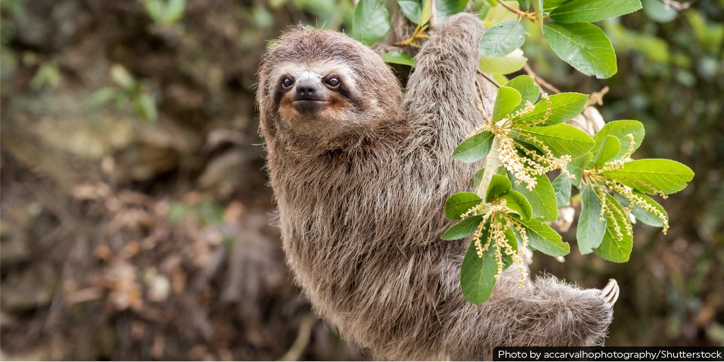 RainforestTrust's tweet photo. Sloths spend the majority of their lives upside down! While this would be uncomfortable for a human, sloths have special adaptations to this unusual life, including their long, curved claws that allow them to hang from branches without much effort at all. #SlothSunday 💚 https://t.co/2V0TTwsYfV