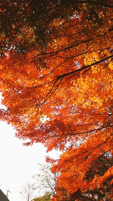 ไปๆฅใฏ็ด
่ใๆ้ซใซ็ถบ้บใงใใ๐ฅณโจ