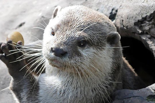 Otters have a secret skin flap pocket which they store their food in. They also use it to stash their favourite stone, which they use to crack open hard mollusk shells. They usually keep their favourite rock for life.