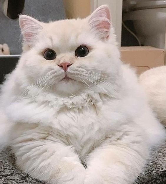 hendery as ragdolls 🐱 tweet media
