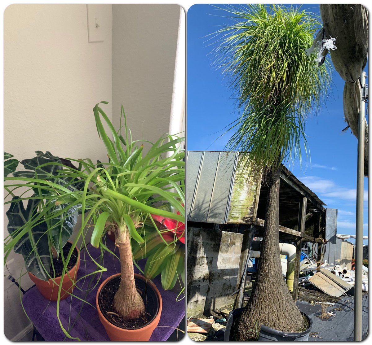 #ponytailpalm