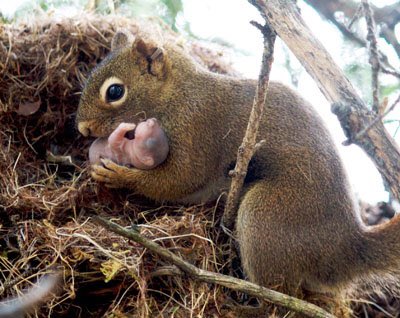 Squirrels will adopt other babies if they are abandoned, even more so if they are closely related. Sweet given that natures usual code is “survival of the fittest”.