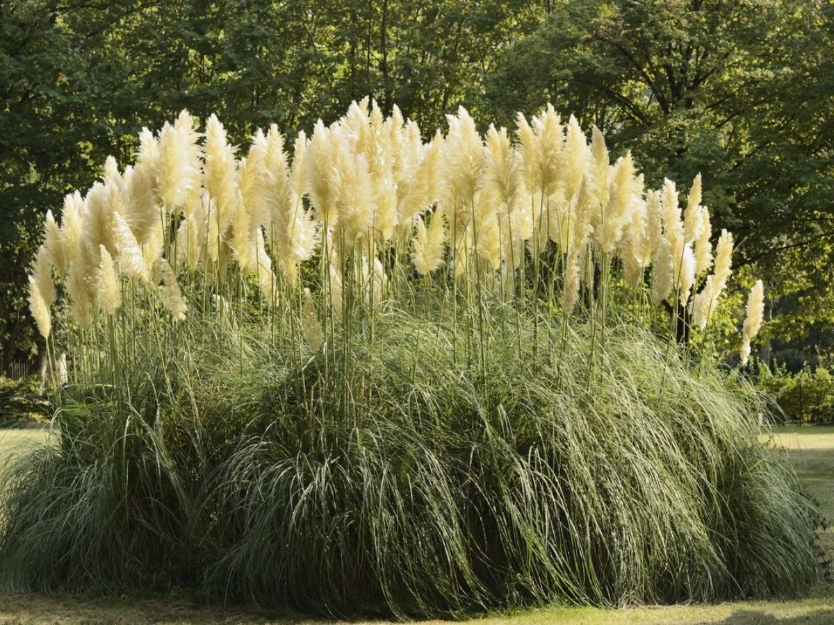 Number 19Pampas grass.Planted in all innocence then getting bombarded with swingers.