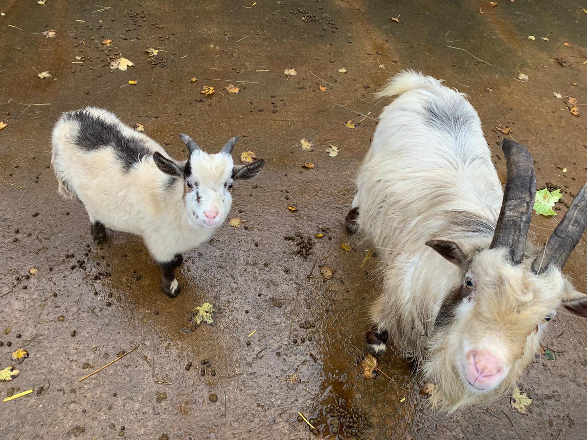Wentworth Family Farm tweet media