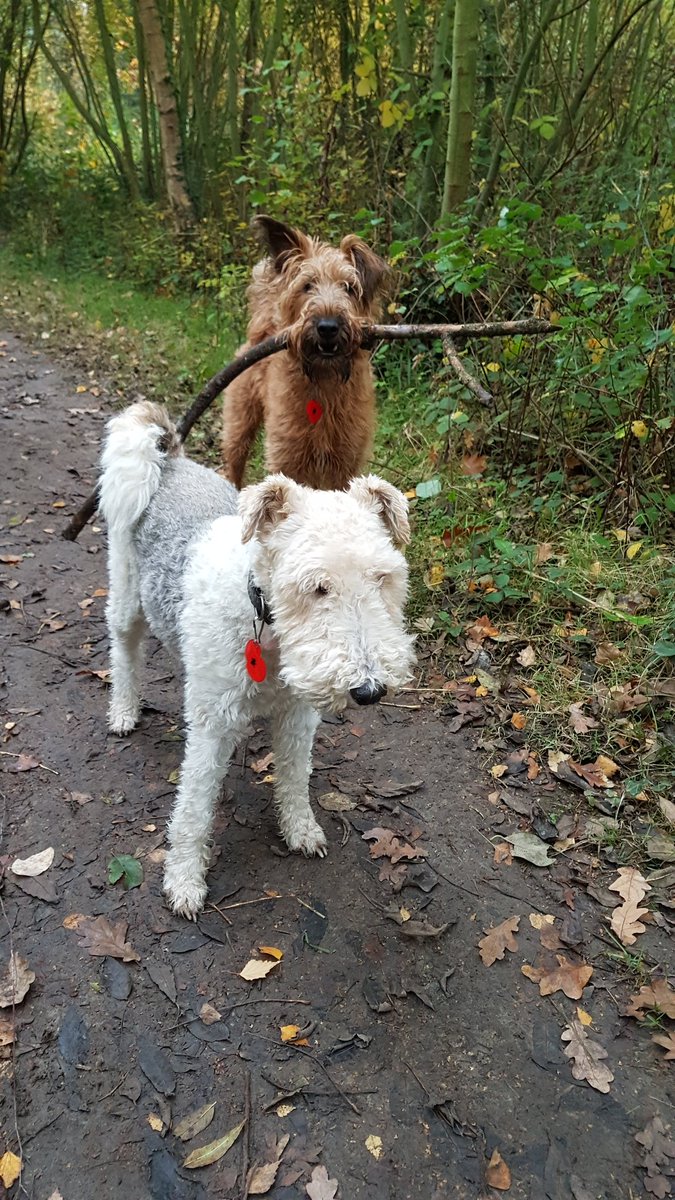 malverntutoring's tweet photo. We are all wearing our Poppies today whilst walking British Camp in Malvern to show our appreciation and that we will remember them (no matter what life throws.)

At the going down of the sun and in the morning, We will remember them.
#RemembranceSunday #leastweforget #PoppyDay https://t.co/34GnWzsJqo