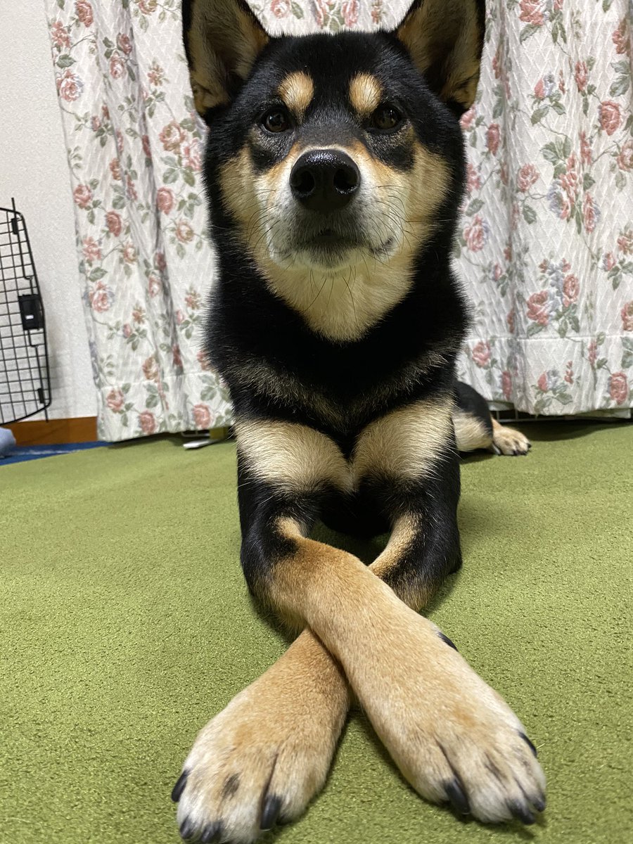 黒柴 てつ おててクロスすると現れる胸の模様がかっこいいてっちゃん 柴犬 黒柴 黒柴 てつ おててクロスすると現れる胸の模様がかっこいいてっちゃん 柴犬 黒柴