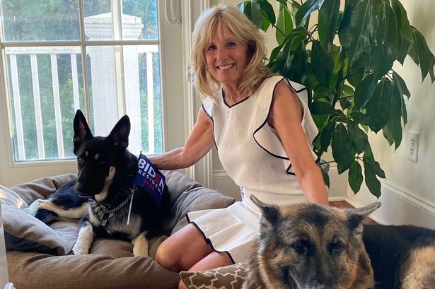 DogsForMichaelD's tweet image. Congratulations to our pals Major &amp;amp; Champ Biden. We are woofing delighted to see doggos back in the White House. 🐾 ❤️ 

#dogsforbidenharris