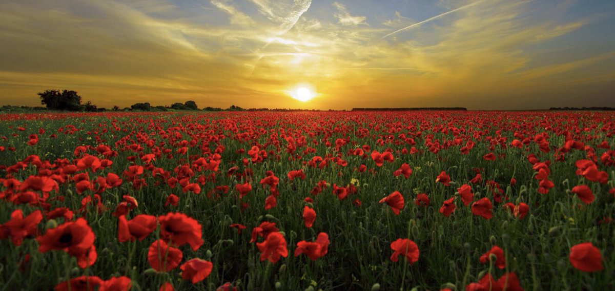 Remembrance Day 2020. Lest We Forget. 
#thankyou #wewillrememberthem